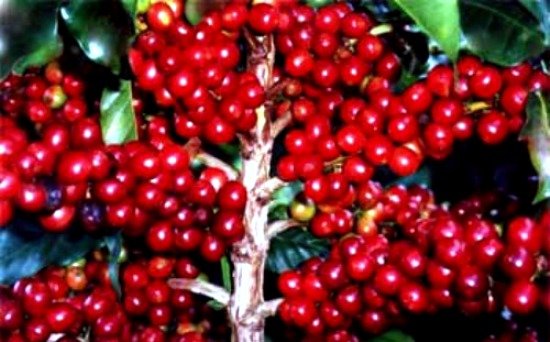Plantaciones de Cafe en Comedero Arriba, Cotui